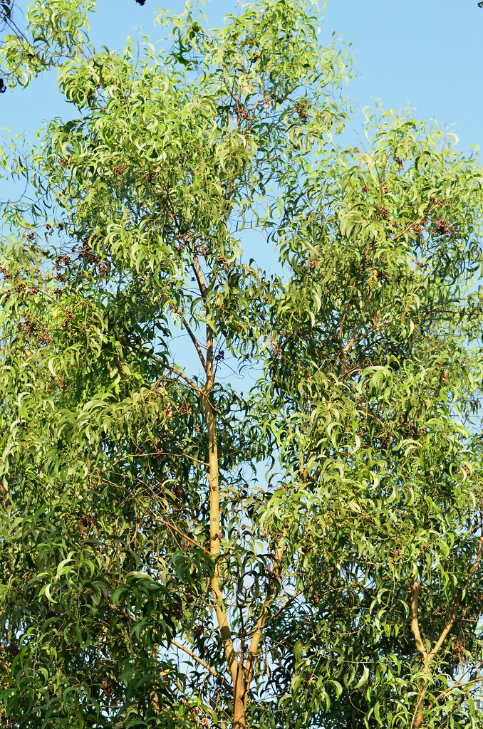 Acacia auriculiformis Tree