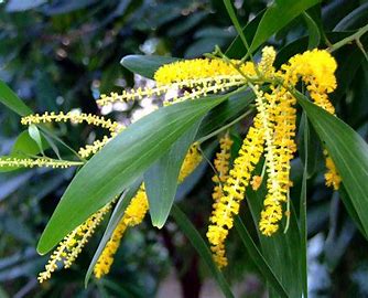 Acacia auriculiformis leaf