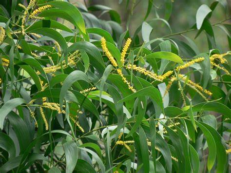 Acacia auriculiformis leaf