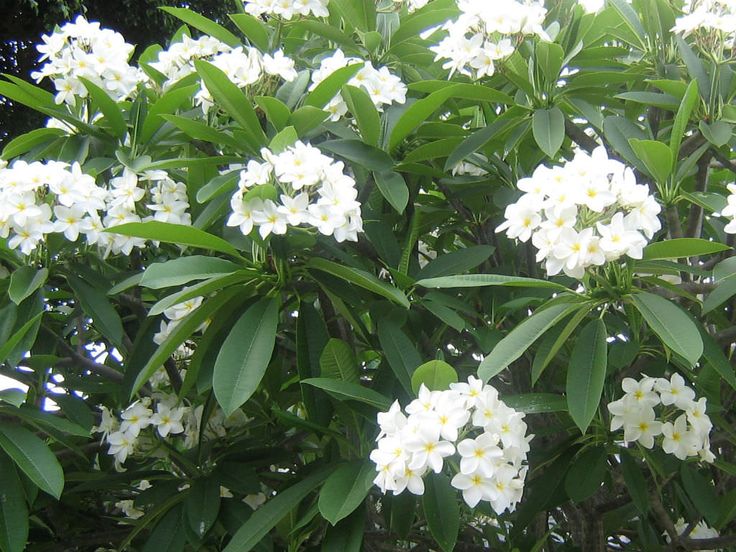 Plumeria alba tree