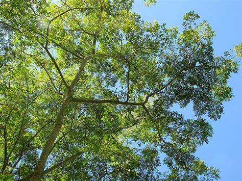 Albizia zygia Tree