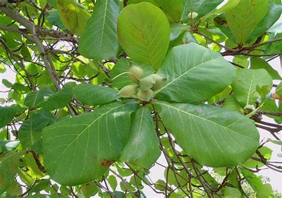 Terminalia catappa leaves