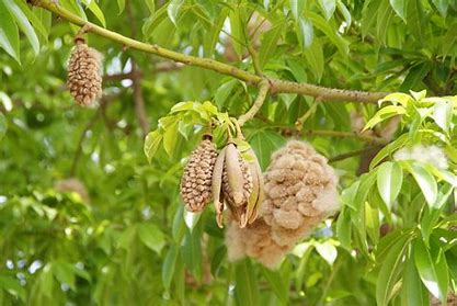 Ceiba petandra