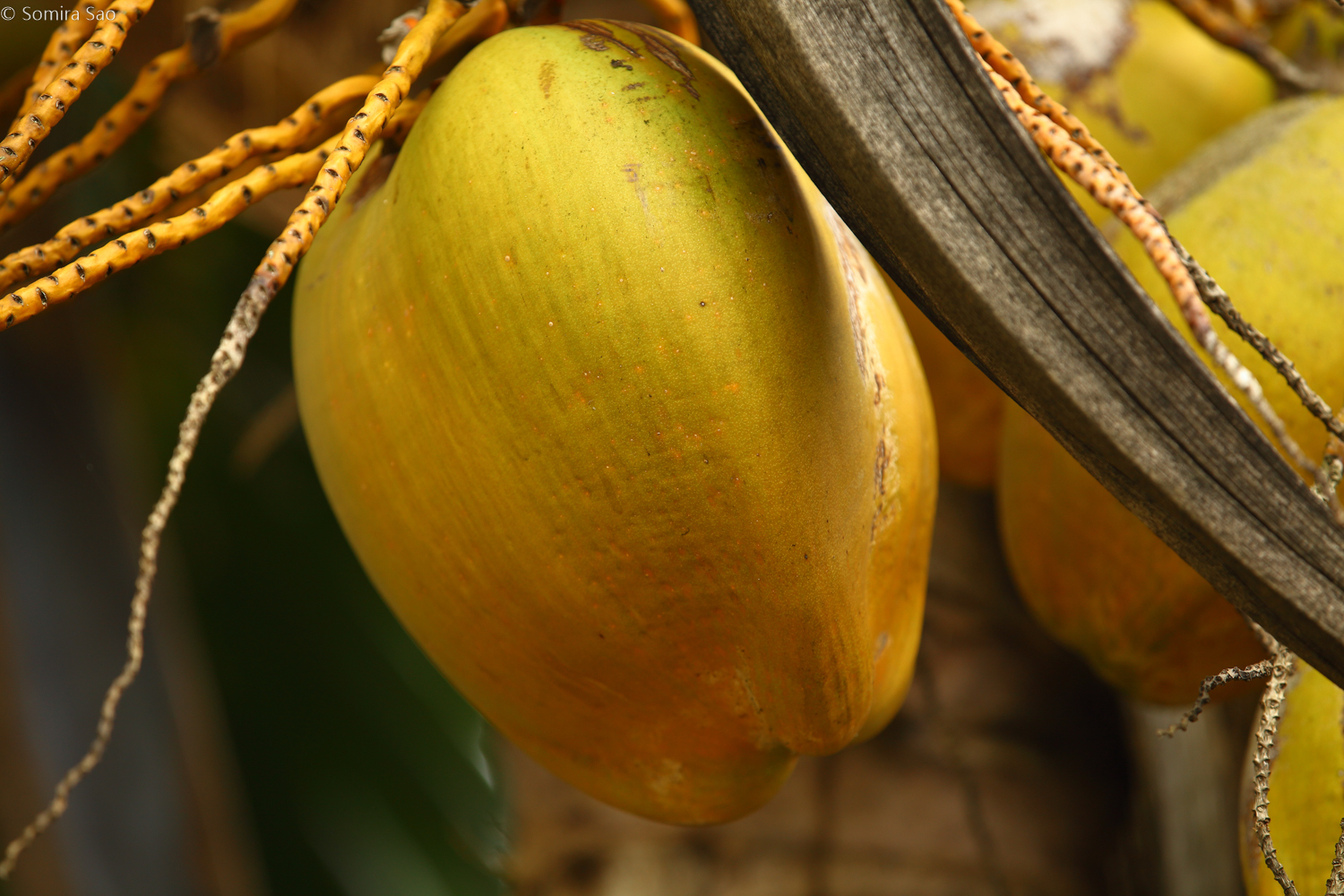 Cocos nucifera – Tech4Forest