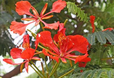 Delonix regia flower