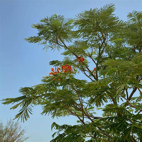 Delonix regia tree