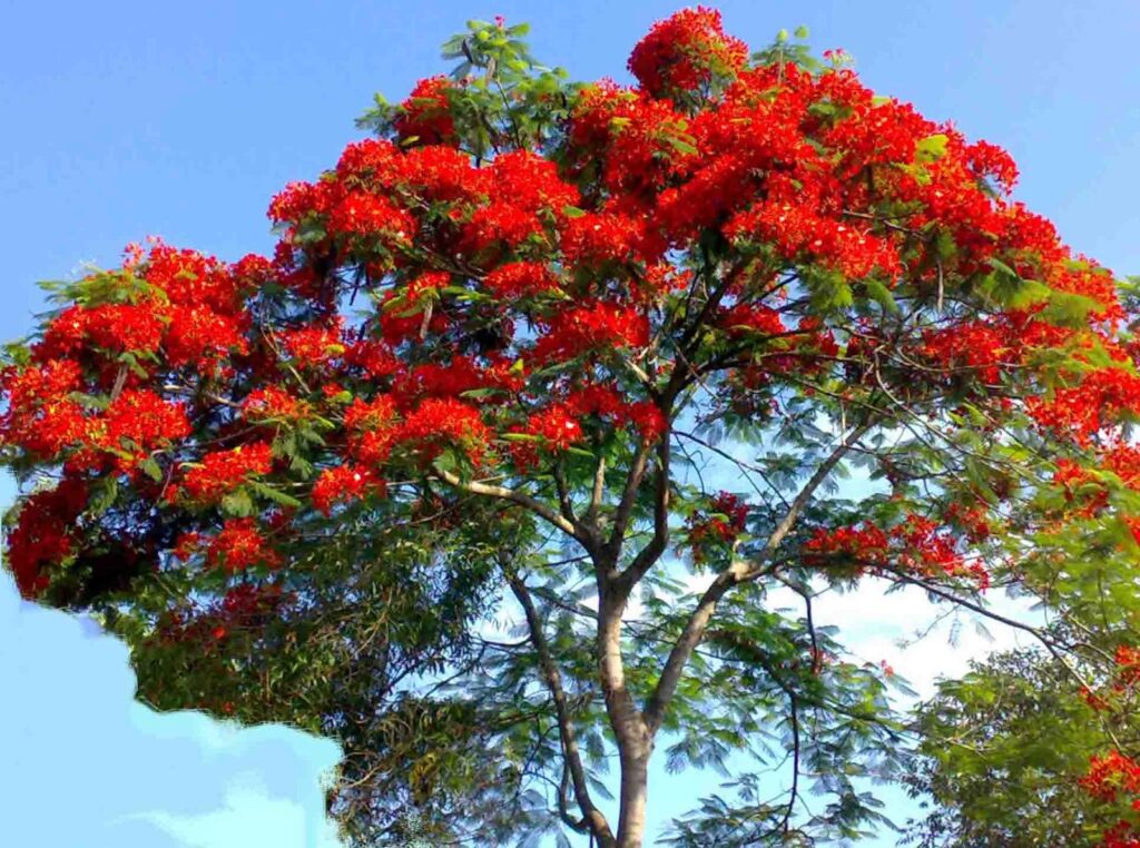 Delonix regia leaf