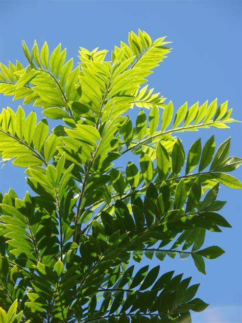 Gliricidia sepium leaves