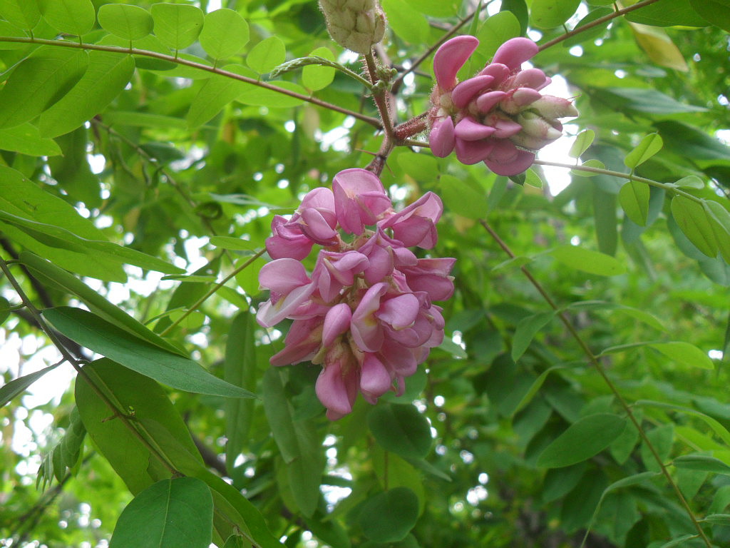 Gliricidia sepium flower