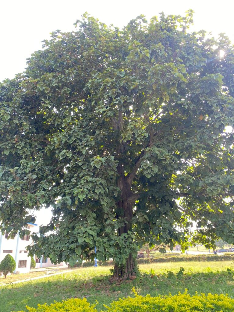 Kola gigantea