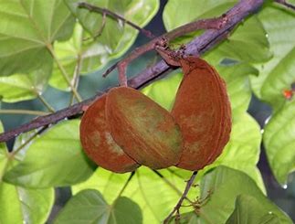 Kola gigantea