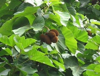 Kola gigantea