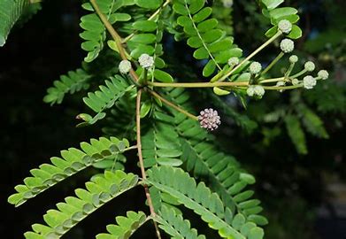 Leuceana leucocephala