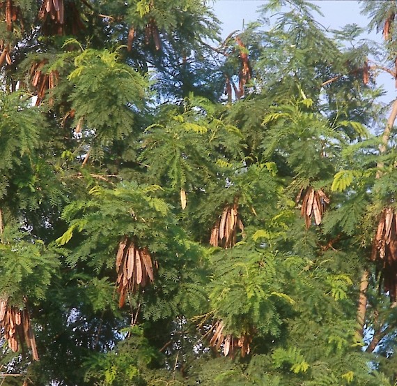 Leucaena leucocephala