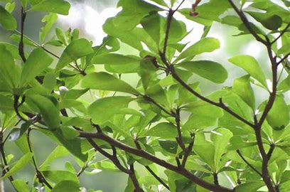 Terminalia mantaly leaves