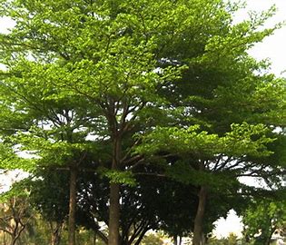 Terminalia mantaly leaves