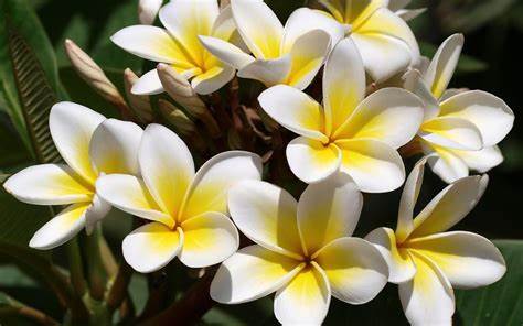 Plumeria alba flower