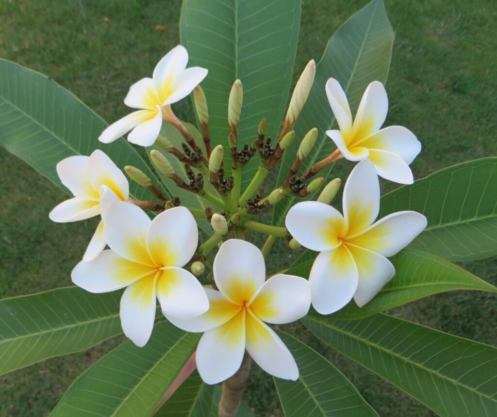 Plumeria alba flower