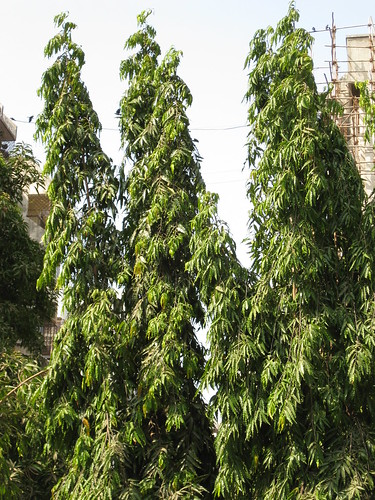 Polyalthia longifolia tree