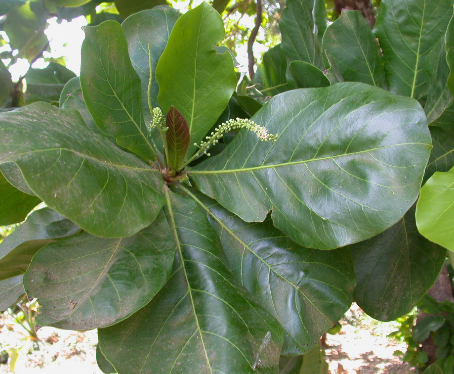 Terminalia catappa