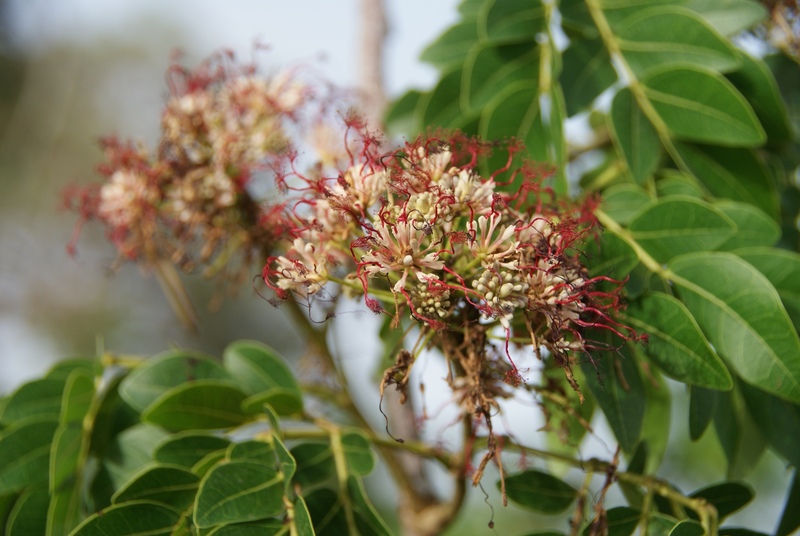 Albizia zygia flower